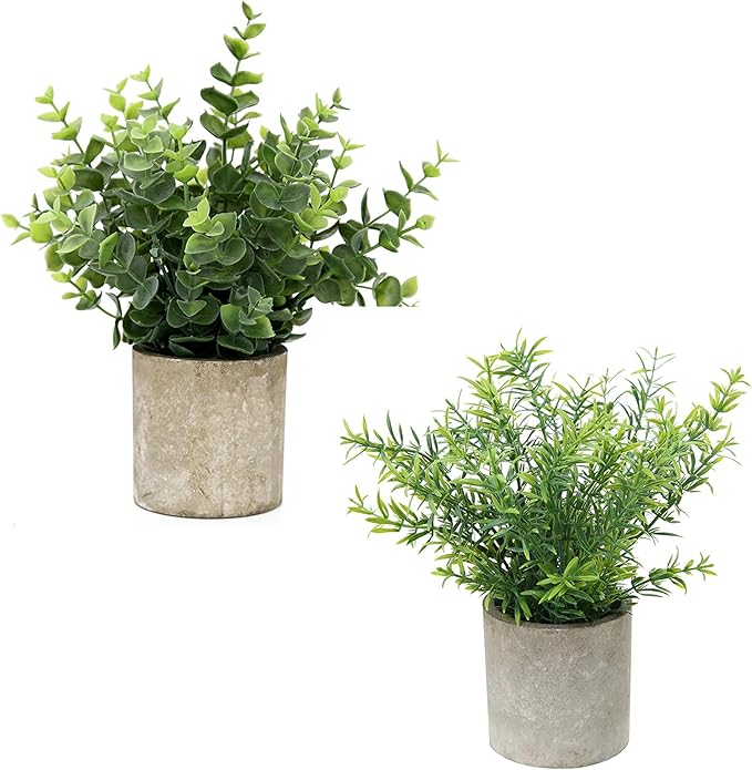 Two small potted plants, one with eucalyptus-like leaves, the other with smaller, needle-like leaves. Both in gray concrete-style pots.